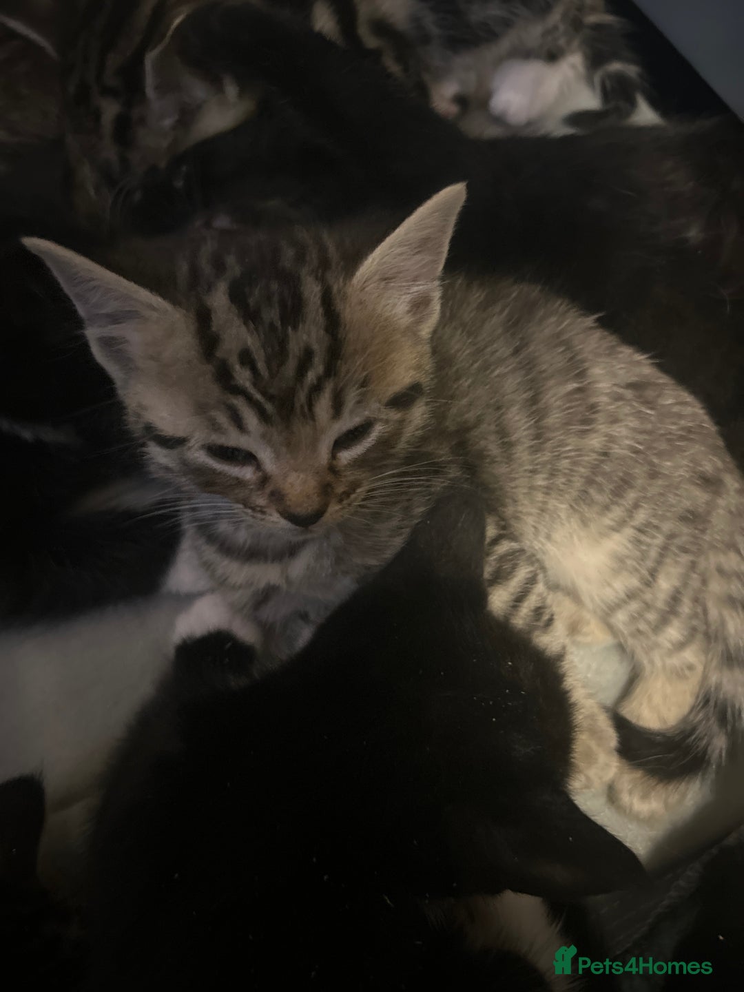 Mixed Breed cats for sale: 15 kittens for sale (4 LEFT REDUCED)  in Hassocks - Image 15