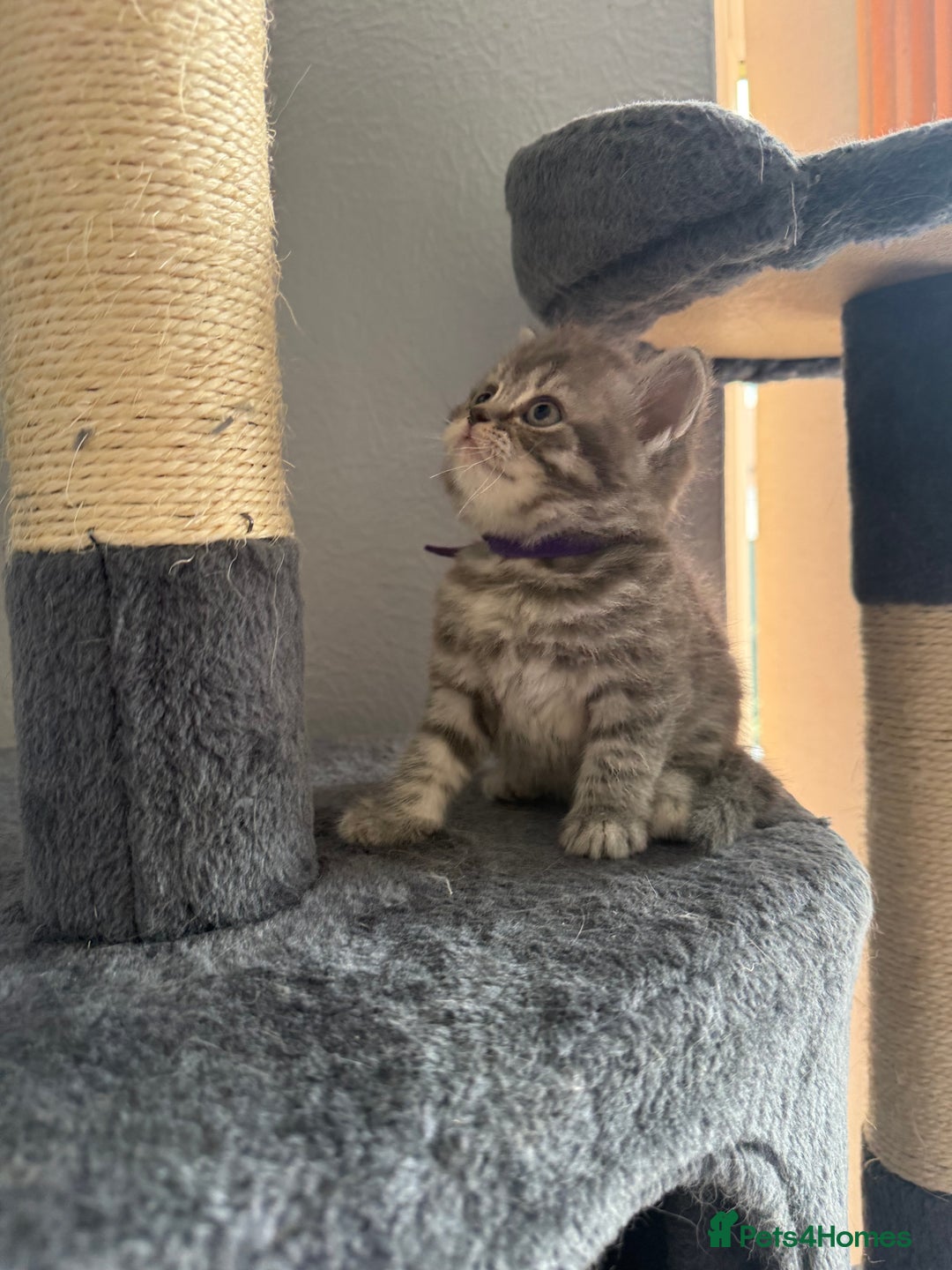 Scottish Fold cats for sale: Scottish fold kittens  - Image 11
