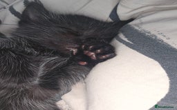 Mixed Breed cats for sale: 5 beautiful kittens - Image 3