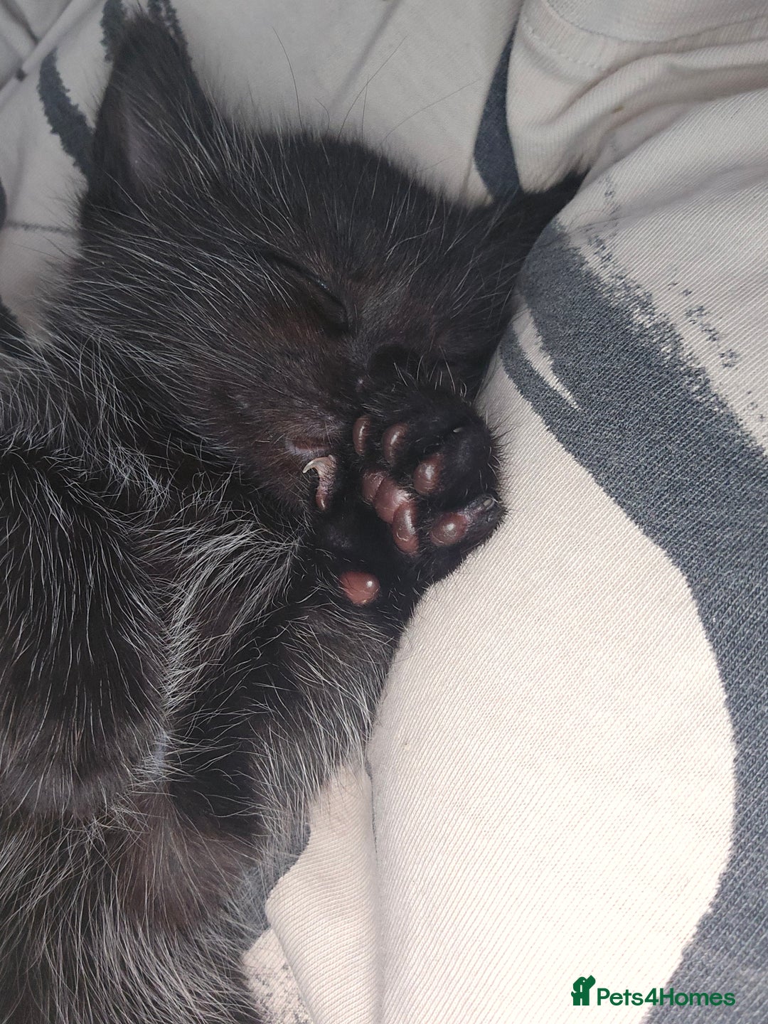 Mixed Breed cats for sale: 5 beautiful kittens - Image 3
