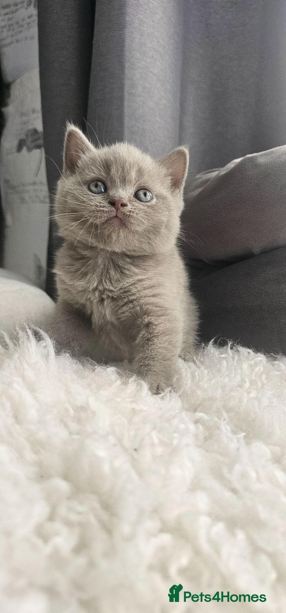 Scottish Fold cats  LILAC Scottish Fold Kitten With Straight Ears - Advert 1