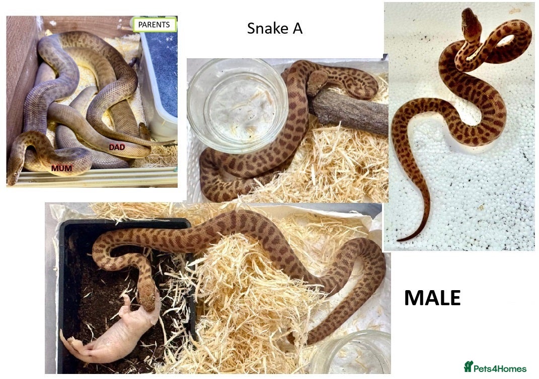 Python Snake reptiles Children’s Pythons (Antaresia childreni) - Advert 7