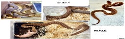 Python Snake reptiles for sale: Children’s Pythons (Antaresia childreni) - Advert 1
