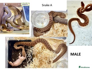 Python Snake reptiles - Advert 29