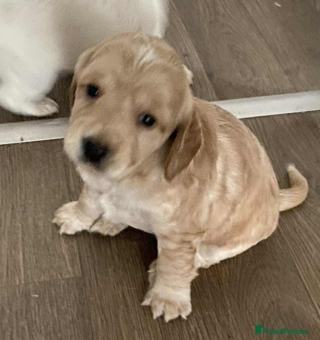 Cocker Spaniel dogs for sale: Amazing Chunky Working Cocker spaniel Puppies - Image 6