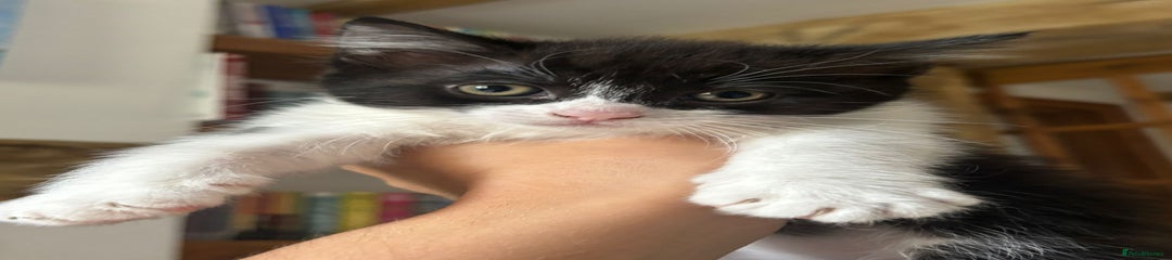 Maine Coon Kitten 1 (Snowball)