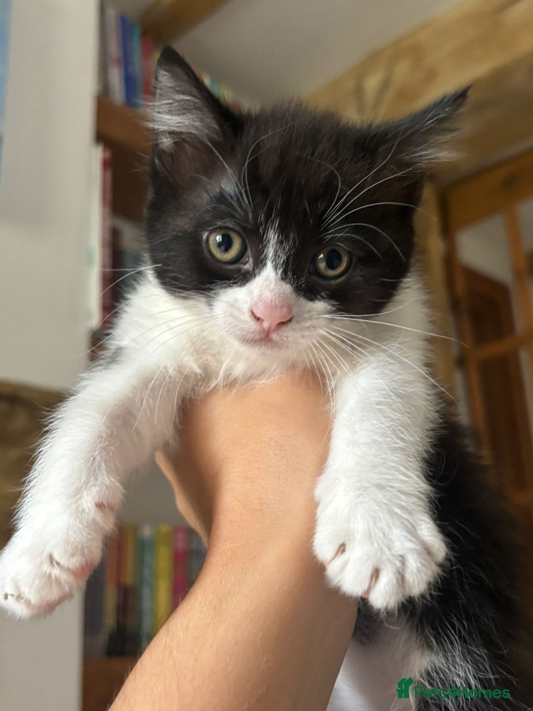 Maine Coon cats for sale: Maine Coon Mix Kittens - Image 1
