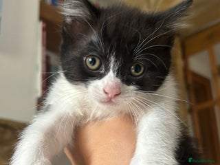 Maine Coon cats - Advert 21