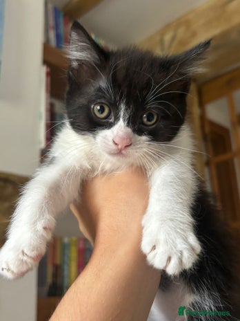 Maine Coon cats - Advert 4