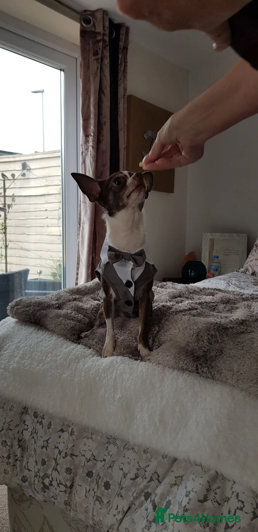 Chihuahua dogs for stud: Pepe pure chihuahua  - Advert 4