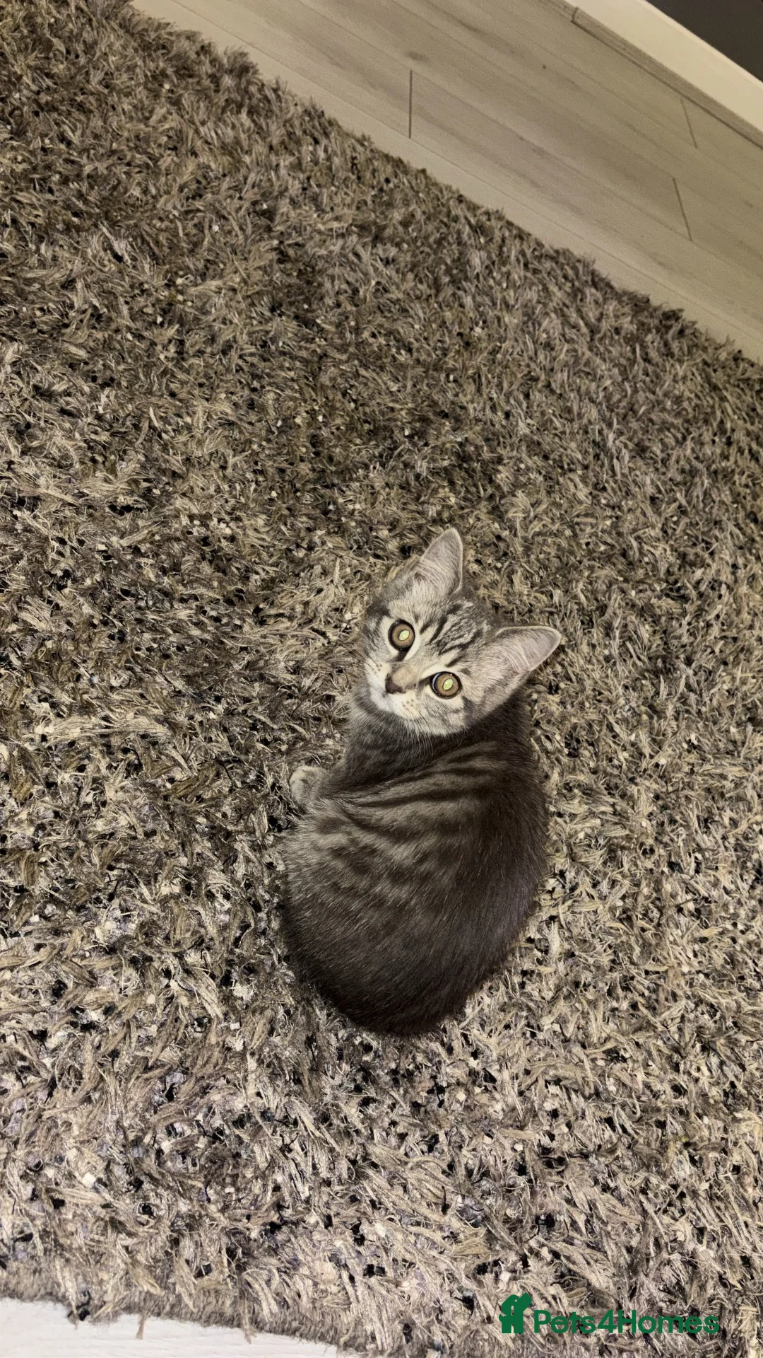 British Shorthair cats for sale: Brush short hair grey  in Stoke-on-Trent - Advert 7