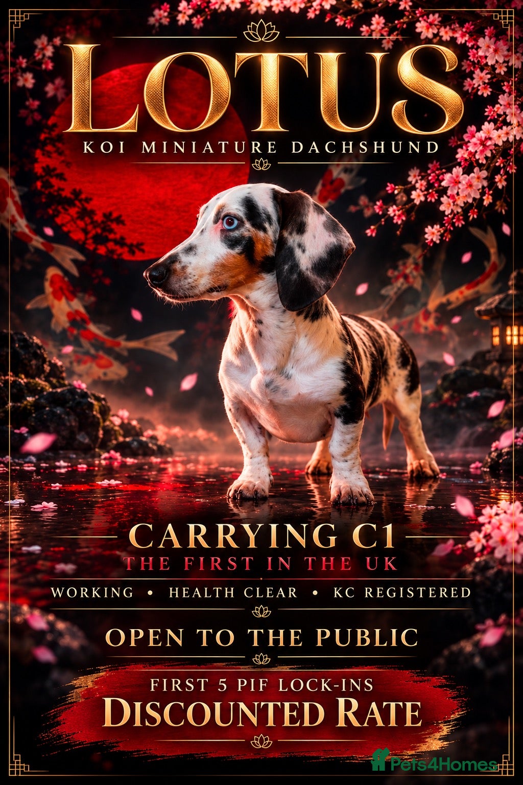 Miniature Dachshund dogs Lotus koi miniature dachshund  - Advert 1