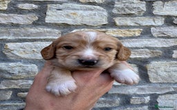 Cocker Spaniel dogs for sale: Stunning Working Cocker Spaniel Puppies - Image 10