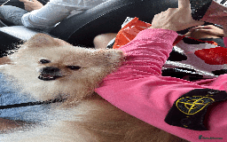 Pomeranian dogs for sale: Charismatic 3 Year Old Pomeranian: Meet Milo - Image 1