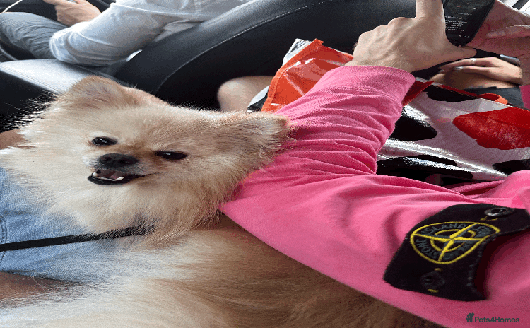 Pomeranian dogs - Advert 1