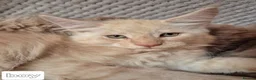 Maine Coon cats for sale: Mein con  - Advert 2