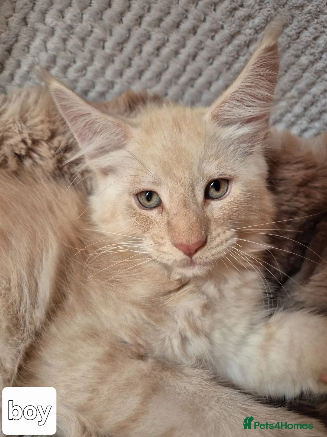 Maine Coon cats for sale: Mein con  - Advert 2
