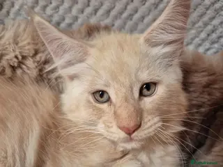Maine Coon cats Mein con - Advert 18