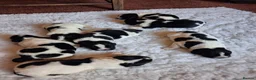 Newfoundland dogs for sale: Landseer Newfoundland Puppies - Advert 17