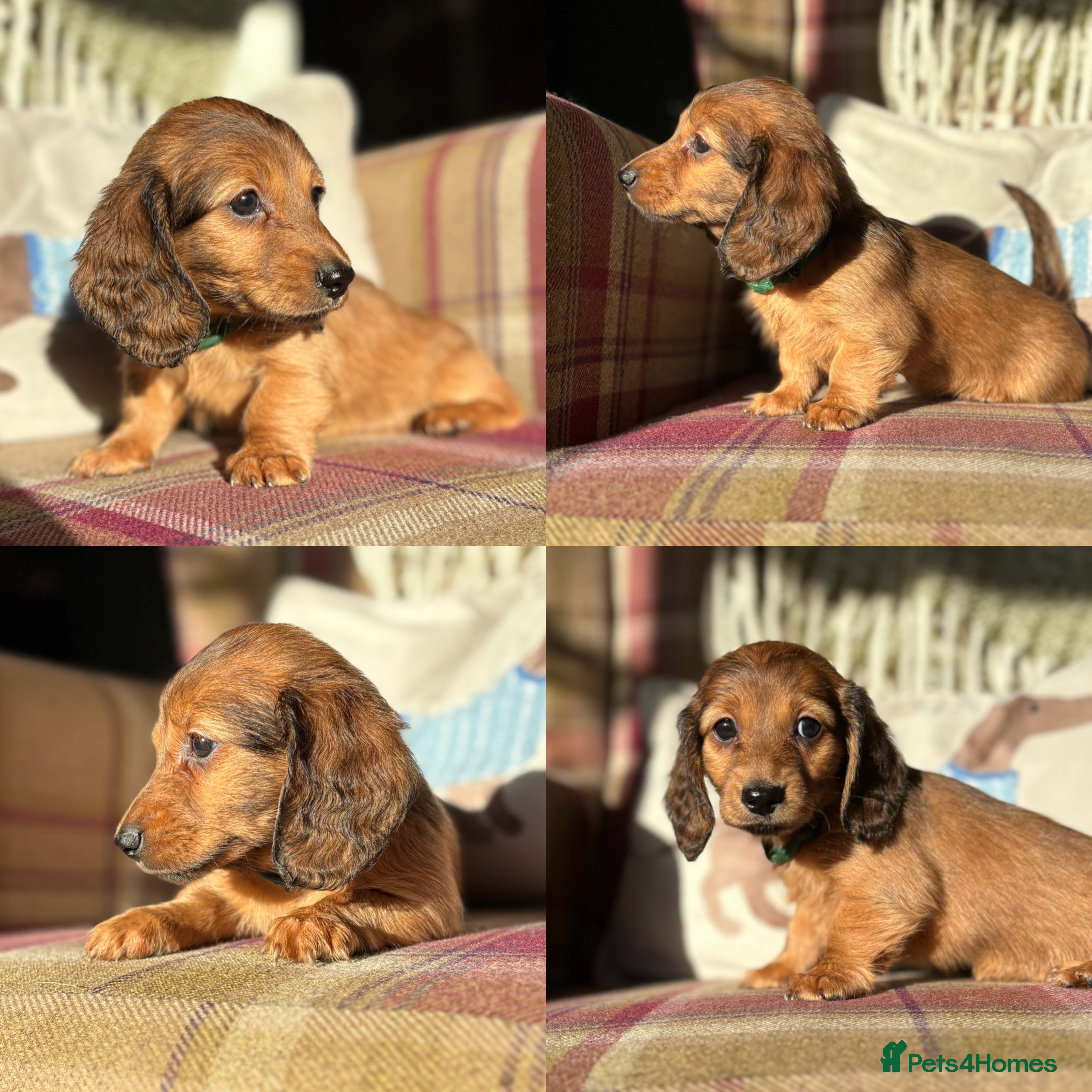 Miniature Dachshund dogs KC LONG HAIRED MINIATURE DACHSHUNDS🤍 - Advert 6