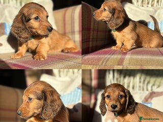 Miniature Dachshund dogs KC LONG HAIRED MINIATURE DACHSHUNDS🤍 - Advert 2