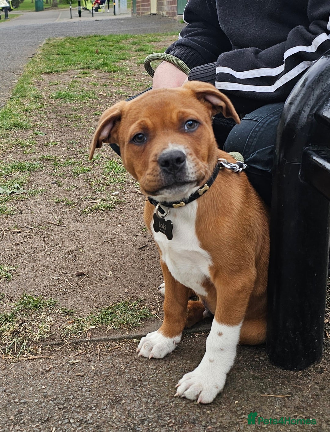 Mixed Breed dogs for sale: Male Staffy  ** tiff x Ridgeback 1 year old - Advert 20