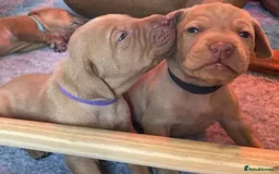 Hungarian Vizsla dogs for stud: Proven KC Reg Health Tested Stud Dog - Image 9