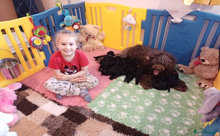 Portuguese Water Dog dogs in Wigan - Advert 1