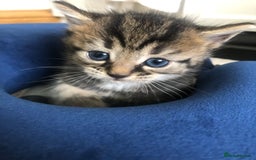 Mixed Breed cats for sale: Cute Tabby Baby Girl 🐈 - Image 10