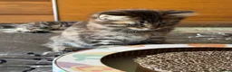 Norwegian Forest Cat cats for sale: Beautiful Females available  - Advert 6