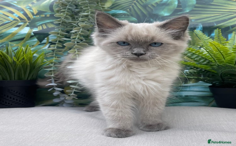 Ragdoll cats - Advert 2