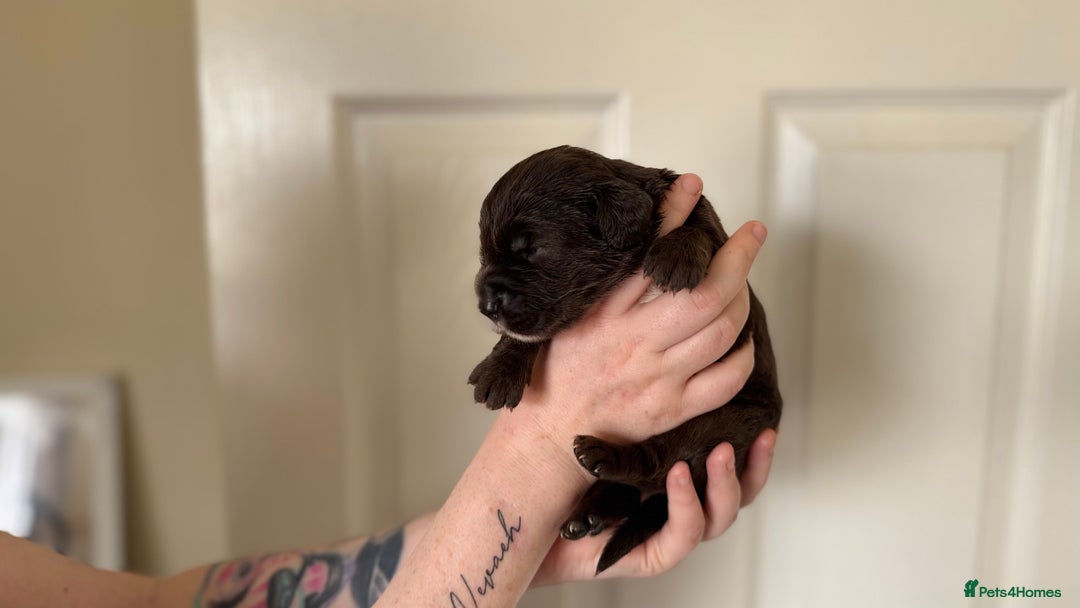 Cocker Spaniel dogs for sale: Cocker spaniel puppies - Image 5