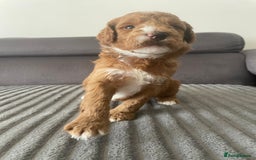 Australian Labradoodle dogs for sale: Australian Labradoodle Puppies – Ready Now🐶 - Image 13