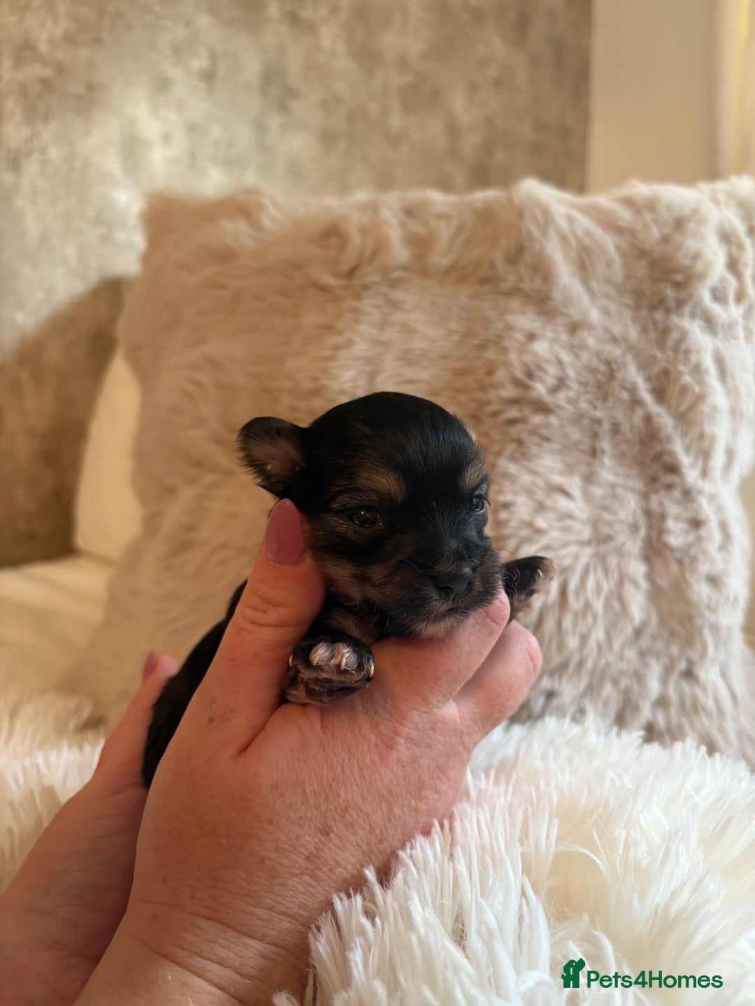 Morkie dogs for sale: Teacup Maltese/morkie babies  - Image 6