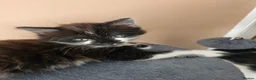 Mixed Breed cats for sale: Kittens in Worksop - Advert 4