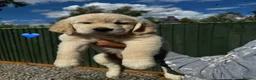 Golden Retriever dogs for sale: KC REGISTER GOLDEN RETRIEVERS PUPPIES in Manchester - Advert 4