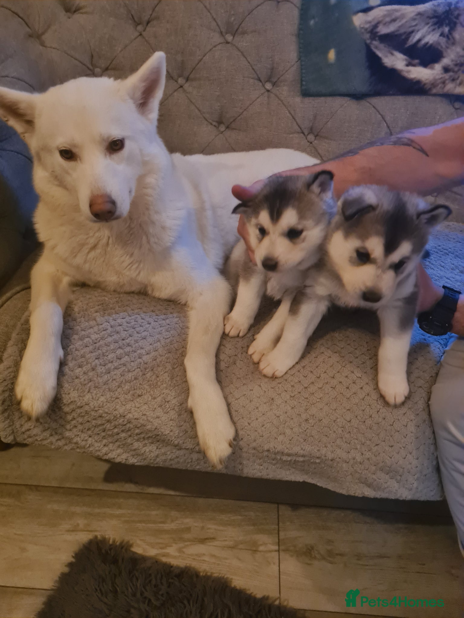 Siberian Husky dogs sibirian husky puppies  - Advert 6