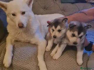 Siberian Husky dogs sibirian husky puppies - Advert 6