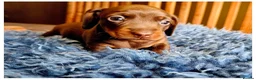 Miniature Dachshund dogs for sale: Beautiful Smooth-Haired Mini Dachshund - Advert 4