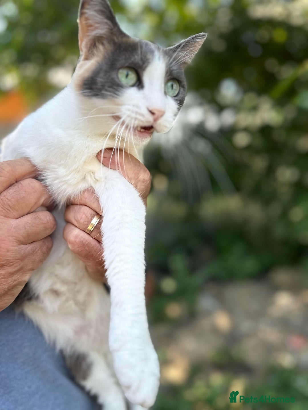 Mixed Breed cats for adoption: TRICKY - a Superb little Cat for a Loving Home - Image 2
