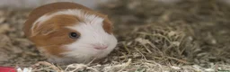 Guinea Pig rodents for sale: Millie & Tilly Guinea Pigs  - Advert 2