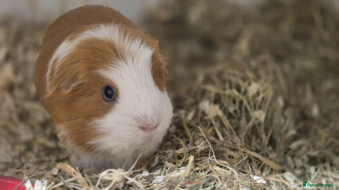 Guinea Pig rodents for sale: Millie & Tilly Guinea Pigs  - Advert 2