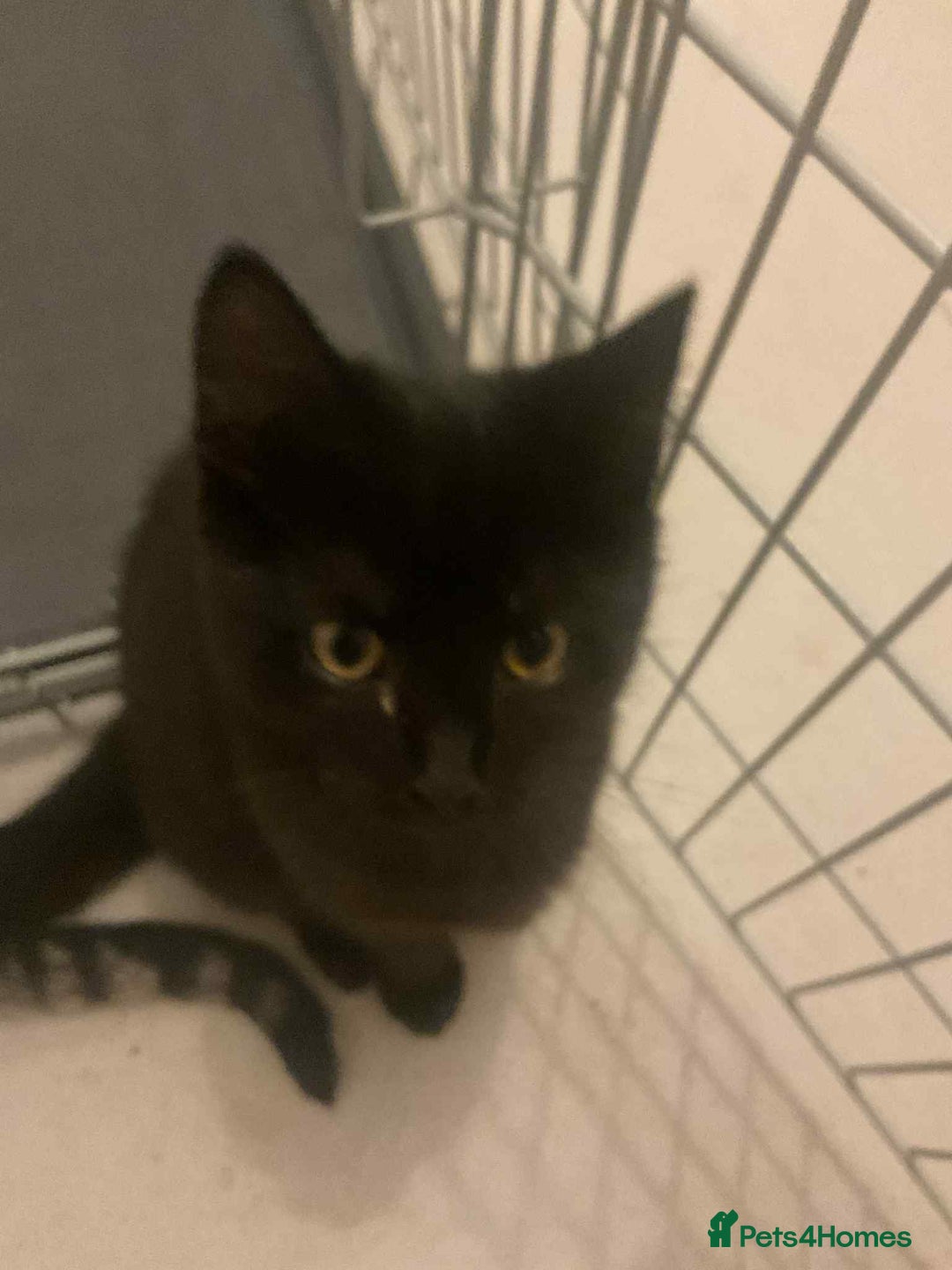 Maine Coon cats for sale: Maine coon kittens  - Advert 6