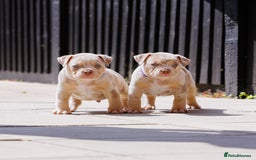 American Bully dogs for sale: REAL QUALITY BULLYS  - Image 7