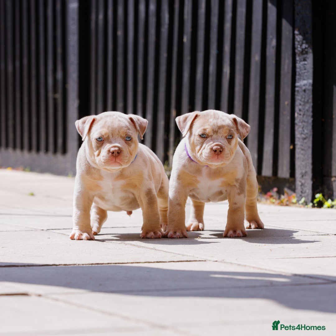 American Bully dogs for sale: REAL QUALITY BULLYS  - Image 7
