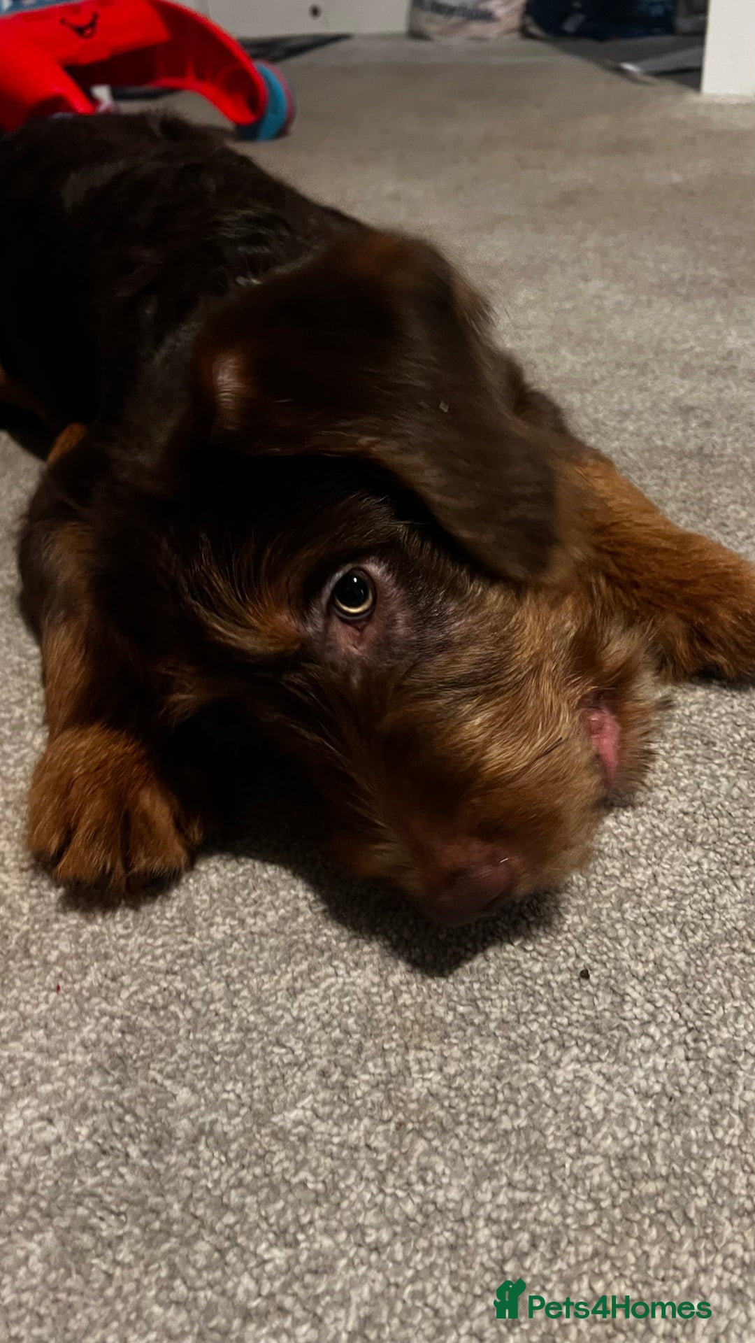 Labradoodle dogs for sale: Labradoodle (koda) - Advert 4