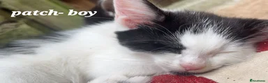 Patch