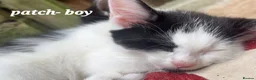 Mixed Breed cats for sale: Mixture of black & white ready to go mixed breed - Advert 13