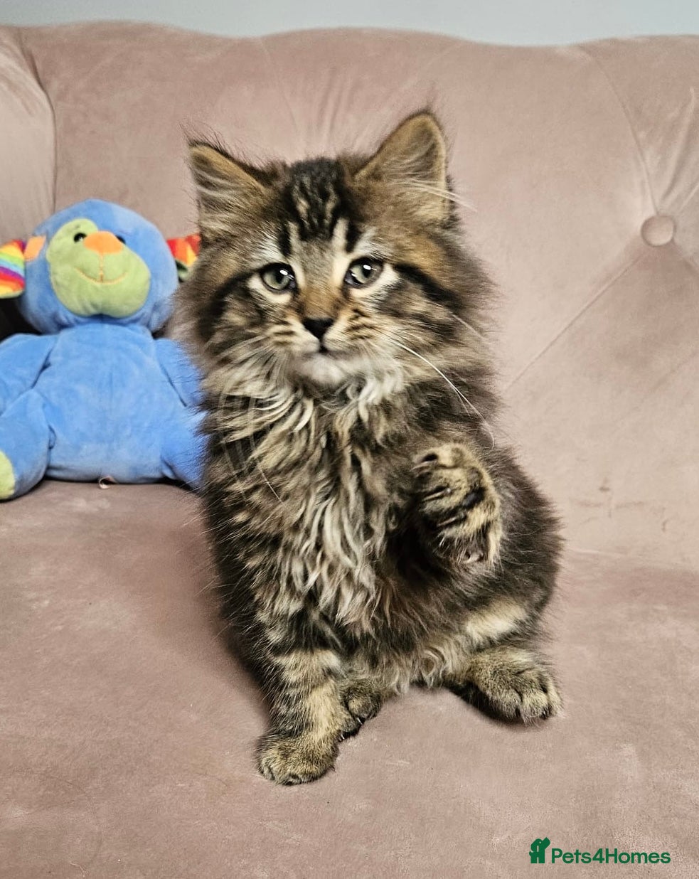 Siberian cats Siberian kittens, Ready Now 😻 - Advert 13
