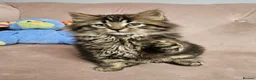 Siberian cats for sale: Siberian kittens, Ready Now 😻 - Advert 4